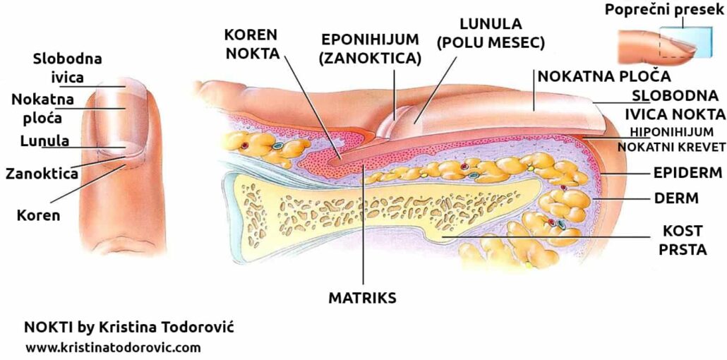 anatomija nokta